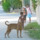 71- Scene de rue a Pouheva 